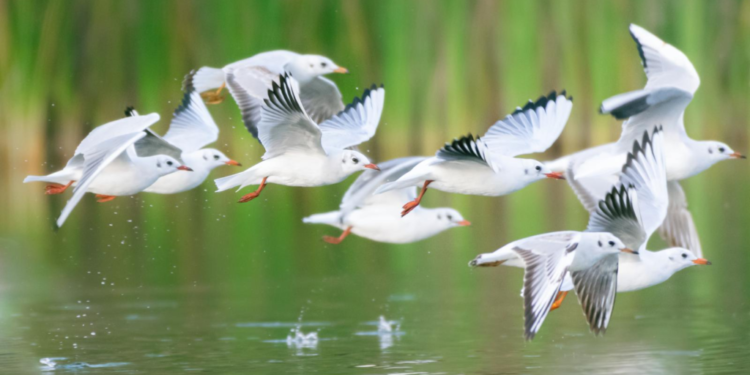 לקראת ספירת הציפורים הגדולה: המדריך המלא לעופות נחל הירקון