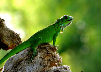 פרס של 15 דולר לפגר: טייוואן תהרוג 120,000 איגואנות