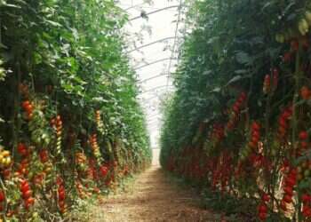 עקב המחסור בירקות: ענף חקלאות חדש בגולן