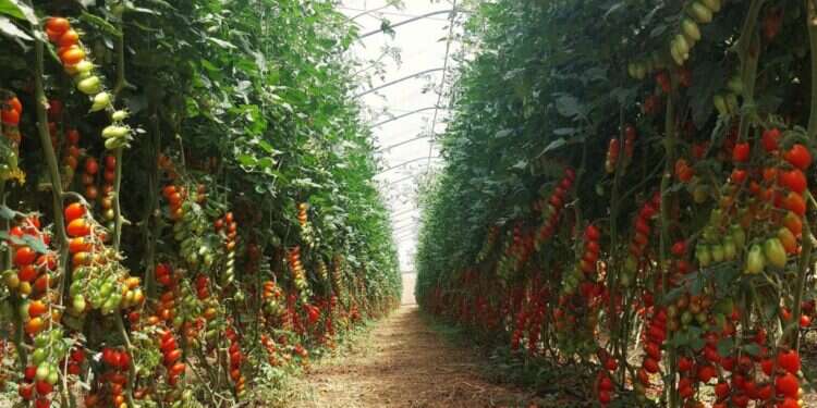 מחקר גידול ירקות קיץ בגולן של מו''פ צפון במשק סטוליאר - קרדיט צילום: מו''פ צפון עקב המחסור בירקות: ענף חקלאות חדש בגולן