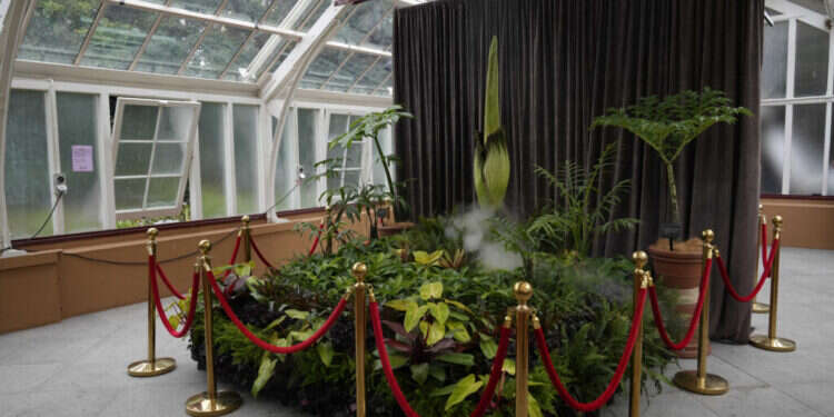 צמח הפוטריציה. (AP Photo/Rick Rycroft) פעם ב-7 שנים: הפרח המסריח שמשגע את אוסטרליה