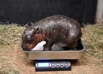 יכולה להיכנס לקופסת נעליים: היפופוטמית ננסית נולדה בארה"ב