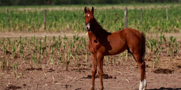 ארגנטינה: מדענים "עורכים" גנים כדי לייצר "סוסי-על"