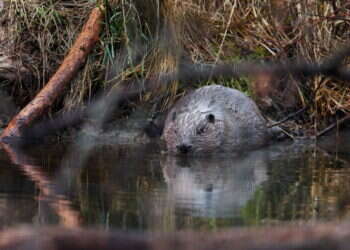 צ'כיה: המכרסמים חסכו לממשלה 1.2 מיליון דולר