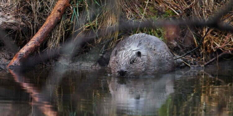 צ'כיה: המכרסמים חסכו לממשלה 1.2 מיליון דולר