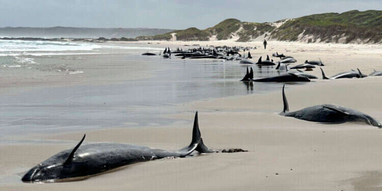 לוויתנים שנסחפו אל החוף ונלכדו ליד נהר ארתור בטסמניה, אוסטרליה. צילום: NRE via AP 90% דיוק: מערכת AI חדשה שמסוגלת לעצב קוד גנטי