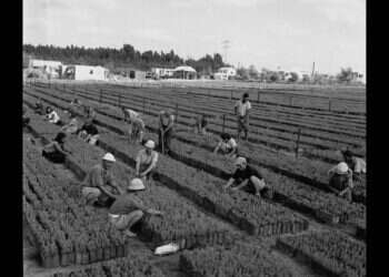 מה חוגגים בט"ו בשבט ולמה אוכלים פירות יבשים