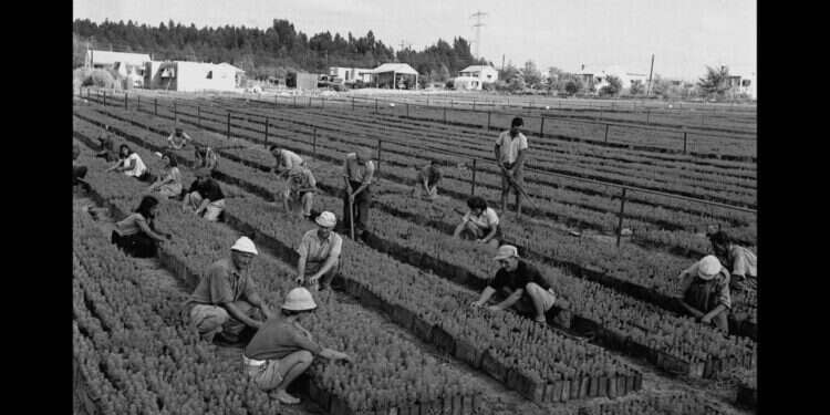 עובדים במשתלת העצים באילנות השייכת למחלקה הממשלתית לייעור. צילום: לע מה חוגגים בט"ו בשבט ולמה אוכלים פירות יבשים