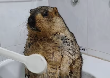 מדענים מדרגים: אילו מרמיטות הכי מוצלחות בחיזוי מזג אוויר