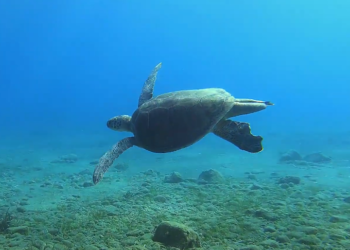 הצבים הרוקדים מוכיחים: איך חיות משתמשות בשדה המגנטי של כדוה"א