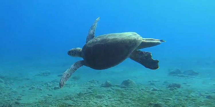 הצבים הרוקדים מוכיחים: איך חיות משתמשות בשדה המגנטי של כדוה"א