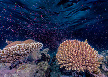 תוצאה של בילוי מאות לילות במים. רבייה של אלמוגים בים האדום. צילום: ד"ר תום שלזינגר