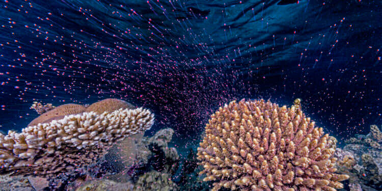 תוצאה של בילוי מאות לילות במים. רבייה של אלמוגים בים האדום. צילום: ד תוצאה של בילוי מאות לילות במים. רבייה של אלמוגים בים האדום. צילום: ד"ר תום שלזינגר