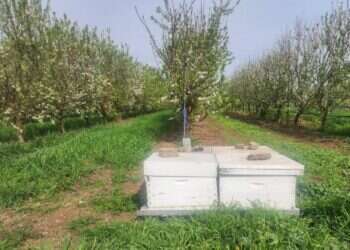 השבחת היין וביקוש לחופשה: בצפון נערכים לסופת "קורל"