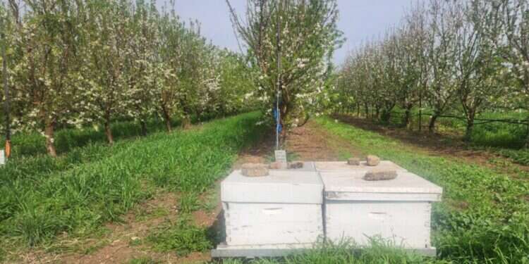 השבחת היין וביקוש לחופשה: בצפון נערכים לסופת "קורל"