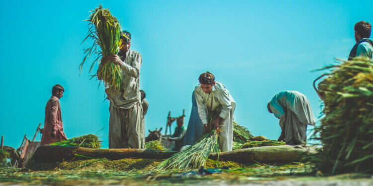 חקלאות בהודו. צילום: שאטרסטוק חקלאות בהודו. צילום: שאטרסטוק