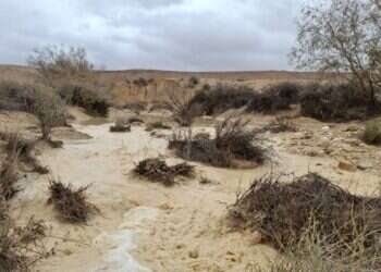 צפו: זרימות מרהיבות ושיטפונוות עזים מהצפון ועד הנגב