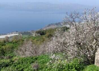 שמש פז זורחת: 6 המלצות לטיול פריחת שקדיות