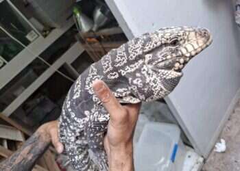 תנין, אנקונדה וצפרדעים ארסיות: בעלי חיים אקזוטיים נתפסו במרכז הארץ