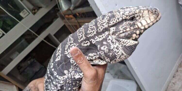 תנין, אנקונדה וצפרדעים ארסיות: בעלי חיים אקזוטיים נתפסו במרכז הארץ