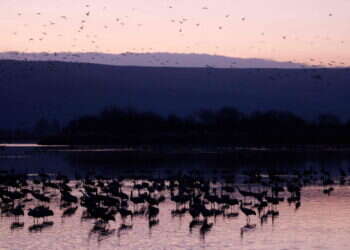 השירה של רותם אמיתי פועלת כמו מזג אוויר