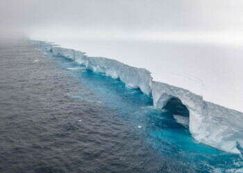 חיות הבר ניצלו? הקרחון הגדול בעולם עלה על שרטון