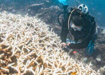 שונית נינגאלו באוסטרליה. צילום: AFP אירוע "חסר תקדים" שואב את החיים משונית האלמוגים באוסטרליה