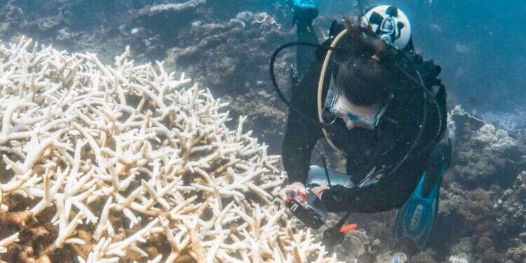 שונית נינגאלו באוסטרליה. צילום: AFP אירוע "חסר תקדים" שואב את החיים משונית האלמוגים באוסטרליה