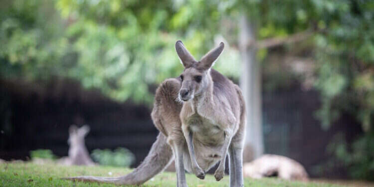 חוקרים באוסטרליה: פריצת דרך בתעלומת הדילוג של הקנגורו