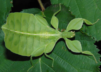 מקלון (Phylliidae). צילום מסך מיוטיוב בטבע כל יום פורים: חקיינות ותחפושות בעולם החי והצומח