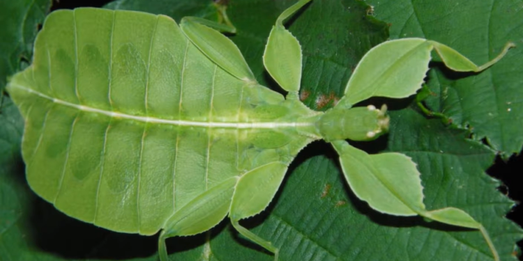 בטבע כל יום פורים: חקיינות ותחפושות בעולם החי והצומח