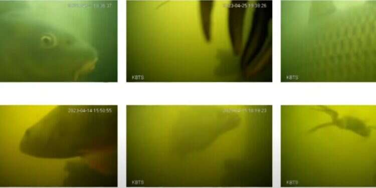 טלוויזיה הולנדית: הסיבה שמיליוני צופים בוחרים להתבונן במי נהר עכורים