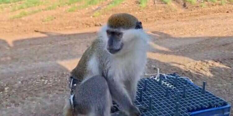 הברחת חיות הבר: קוף נוסף אותר וחולץ