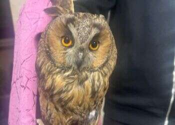 הינשוף שאותר במהלך פשיטה בפזורה הבדואית. צילום: דוברות המשטרה אחרי הקופים והאריות: המשטרה איתרה ינשוף בפשיטה בפזורה הבדואית