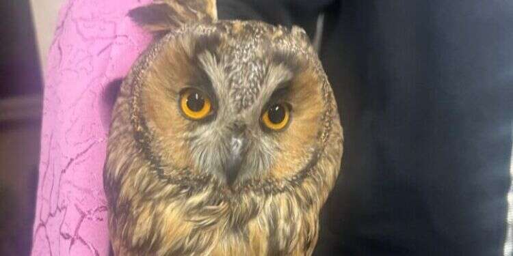 אחרי הקופים והאריות: המשטרה איתרה ינשוף בפשיטה בפזורה הבדואית