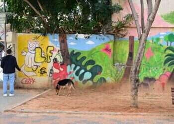 ת"א: גינת כלבים פועלת על קרקע שהוקדשה למקווה