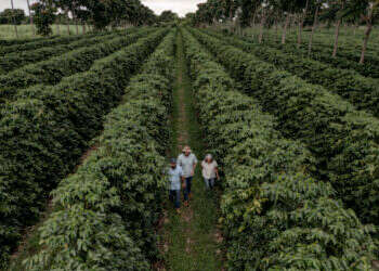 מטעי קפה בברזיל. צילום: Dan Agostini, The Washington Post