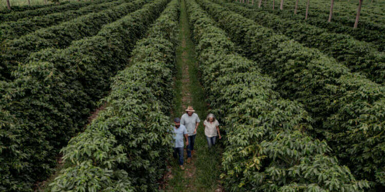 מטעי קפה בברזיל. צילום: Dan Agostini, The Washington Post מטעי קפה בברזיל. צילום: Dan Agostini, The Washington Post