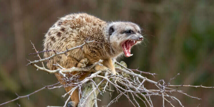 צילום: שאטרסטוק "ישמח לבב אנוש" או "מביא יללה": מסע בעקבות היין בהיסטוריה היהודית