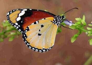 הציבור מוזמן להשתתף בספירת הפרפרים הגדולה של ישראל