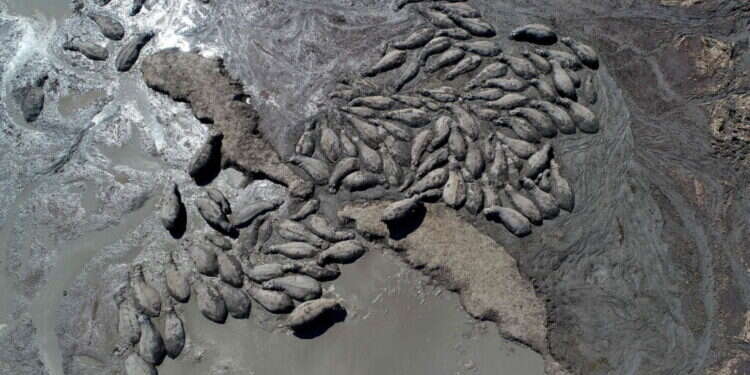 היפופוטמים באפריקה. צילום: AFP 50 היפופוטמים מתו בשמורת הטבע הוותיקה ביותר באפריקה