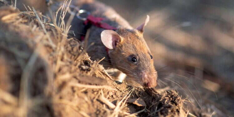 החולדה מאתרת המוקשים. צילום: AFP מעל 100 מוקשים: שיא גינס לחולדה שהצילה הכי הרבה בני אדם