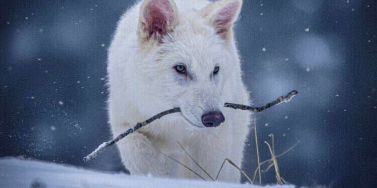 שחזור זאב הבלהות. צילום AP הכותרות היו מוגזמות: זאב הבלהות לא הוחזר מהכחדה