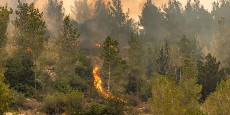 אש מתפשטת בסמוך לאשתאול. צילום: חיים גולדברג, פלאש 90 שריפות הענק: הפעילות תימשך גם בשעות הלילה