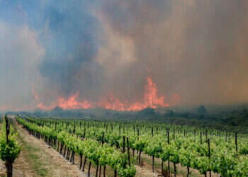 השריפה בהרי ירושלים: יישובים פונו – ישראל פנתה לסיוע בינלאומי