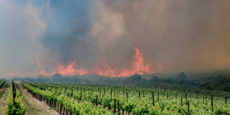 השריפה בהרי ירושלים: יישובים פונו – ישראל פנתה לסיוע בינלאומי