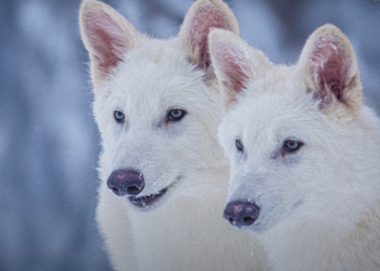 הכותרות היו מוגזמות: זאב הבלהות לא הוחזר מהכחדה