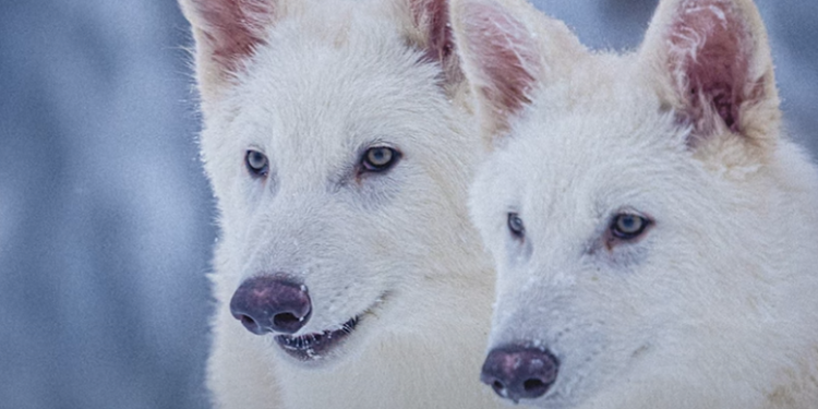 הכותרות היו מוגזמות: זאב הבלהות לא הוחזר מהכחדה