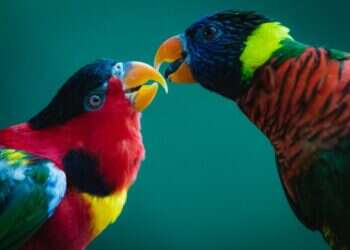 12 שעות לאחר שנגנבו: בלשי המשטרה החזירו תוכים בשווי 1.2 מיליון ש"ח