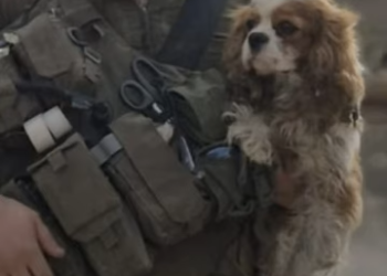 אחרי שנחטפה ב-7 באוקטובר: הכלבה בילי חולצה מעזה – וחזרה הביתה